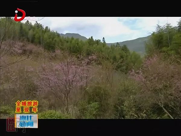 美爆了约约约德化县雷峰镇潘祠村千亩樱花盛开了