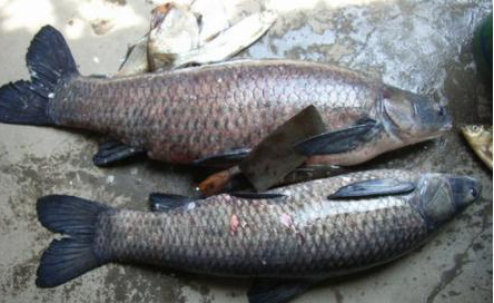 什么是青鱼石图片 9f297b864d564c459e75725053c28165.png