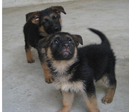 怎么选择幼犬 a0f8d425ae764d6f92b6a90a4e3d1706.jpeg