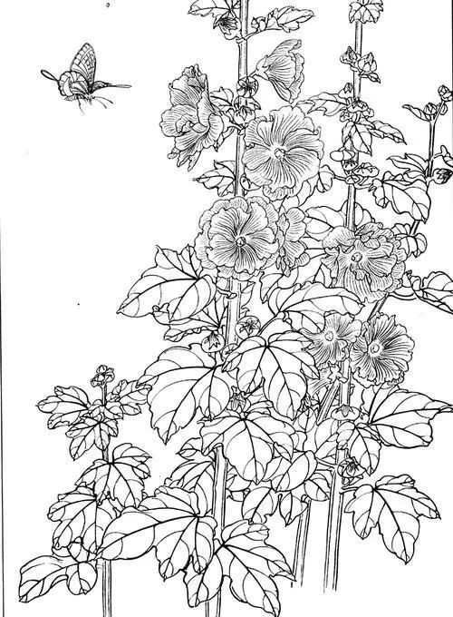 分享10种花卉的工笔白描线稿图片