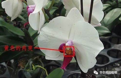 omg蝴蝶兰年宵花买它