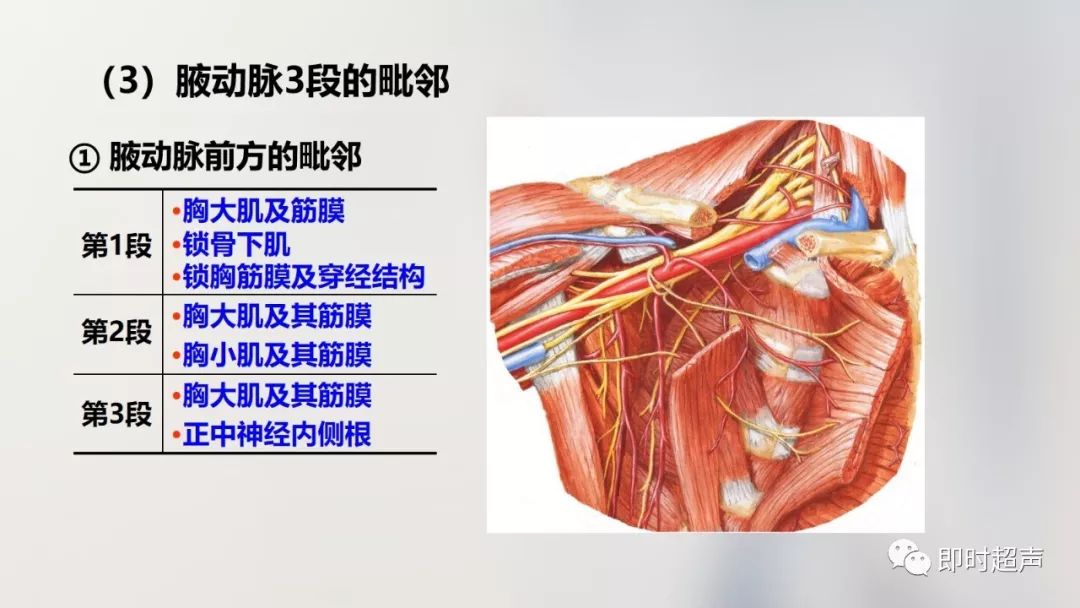 详细的上肢解剖图示注解