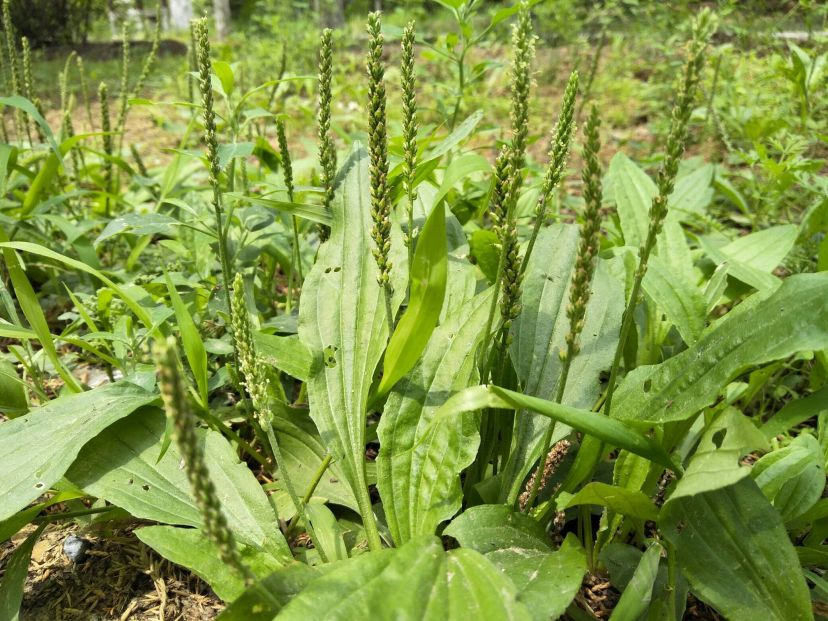 校园冬日草药大赏