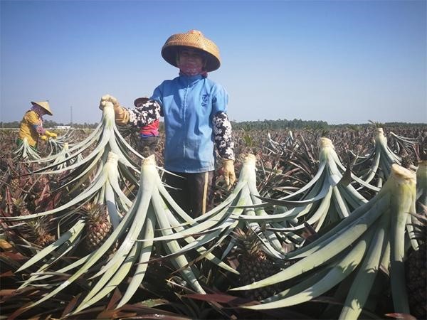 儋州中和镇人口_儋州调声图片