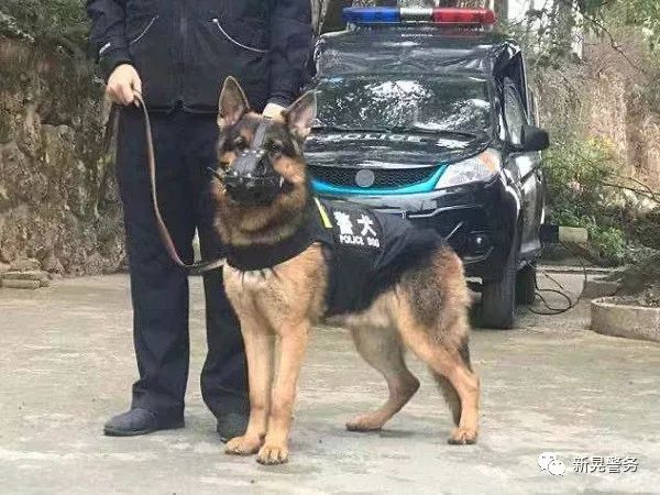 【春季攻势】警犬来啦