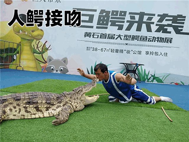 与鳄鱼零距离接触,让凶猛驯化成可爱骑鳄鱼,甩鳄鱼,抱鳄鱼等精彩刺激