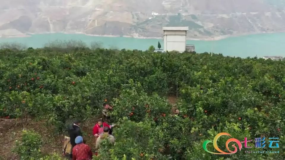 过个"甜蜜春节,永善县务基镇的白胜村的脐橙丰收了!