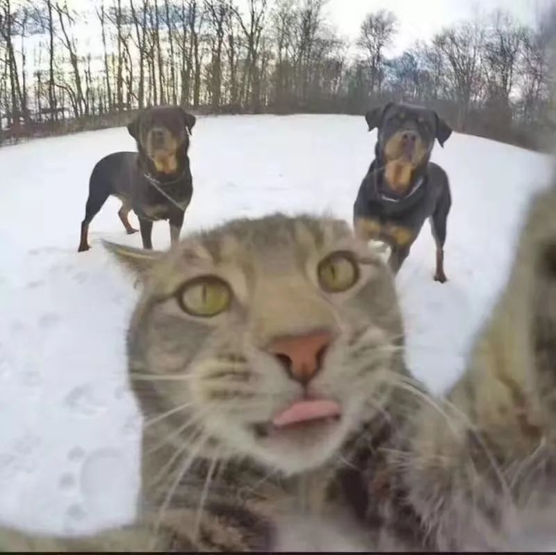 猫和人的合照配什么音乐 4e4d4ace943e48e0a13004076e0410c3.jpeg
