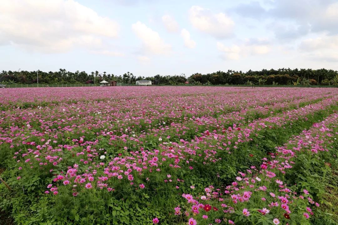 美翻了春节网红景点龙寿洋花海正式开放啦快约小伙伴来打卡