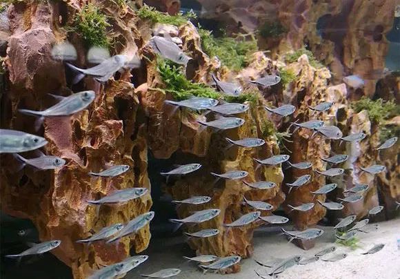最美的灯鱼图片_灯鱼群游条件_红鼻剪刀群游性