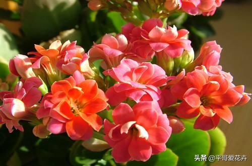 家里种什么花最旺财最好 5c430efc27374d9dab3a3ea54c8ea722.jpeg