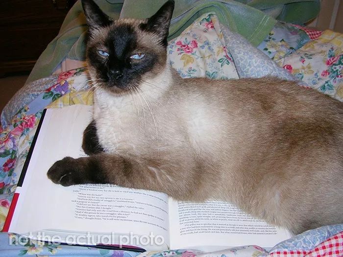 世界上最顶级的猫 7984622ca80e403e989d497078ba19b1.jpeg