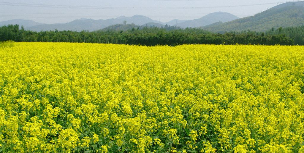 大濠冲村人口