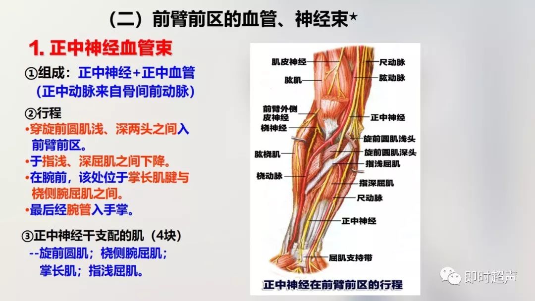 详细的上肢解剖图示注解