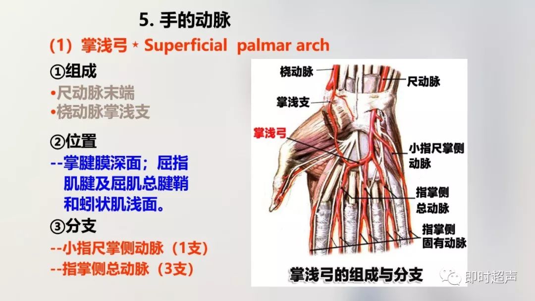 详细的上肢解剖图示注解