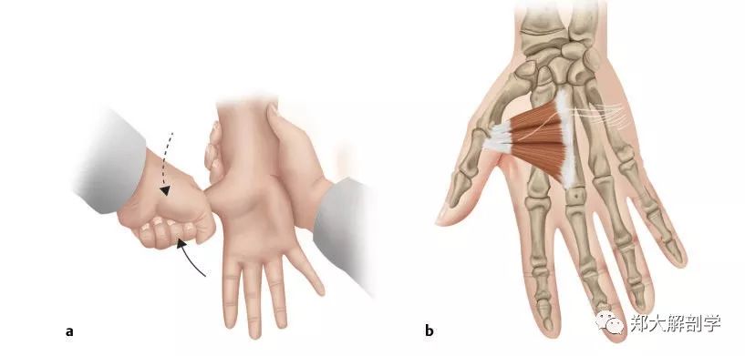 拇收肌:尺神经c8c8感觉c8对前臂远端的尺侧,无名指和小指产生感觉.