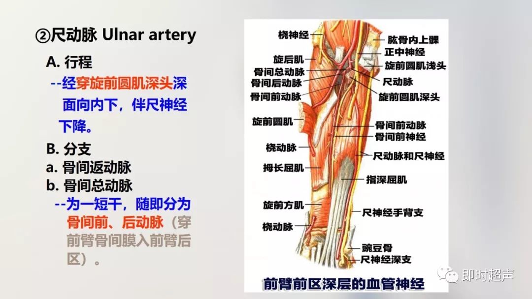 详细的上肢解剖图示注解