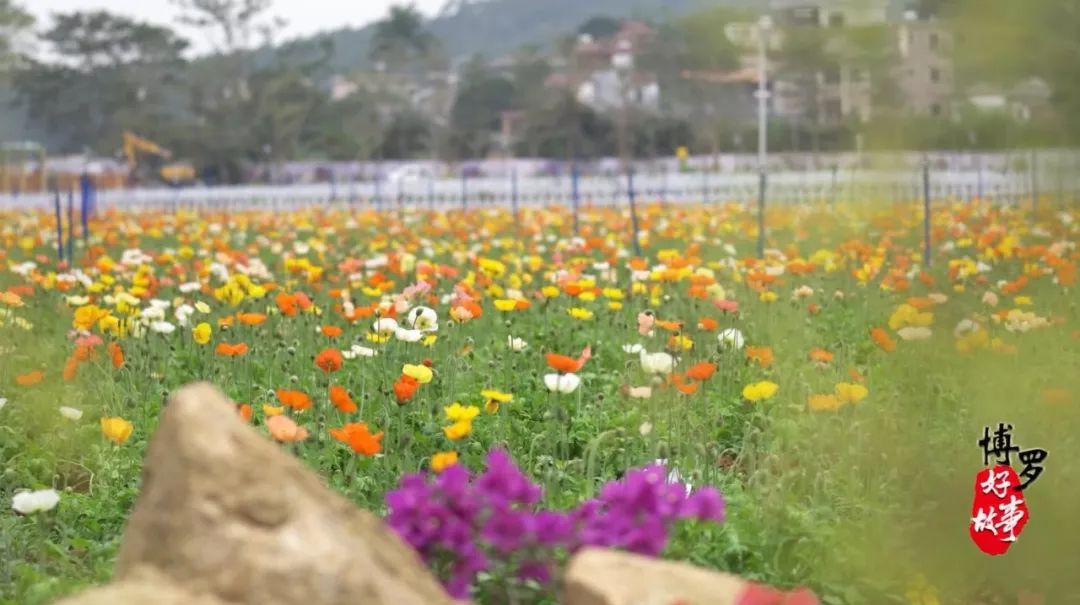 你若不来,花为谁开?博罗好故事为您讲述田牌"蝶变"