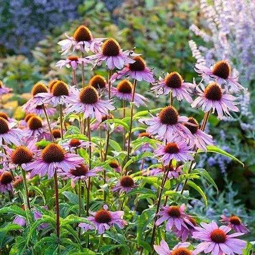 松果菊能长多大 b7ef6f5902f34504a616ac68d533d51b.jpeg