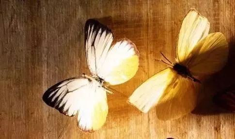 蝴蝶的寓意有哪些 bc060e75639a48fd864df04282fad201.jpeg