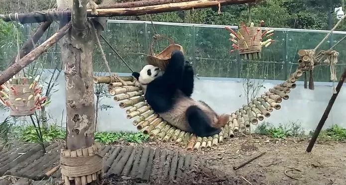春节期间,黔灵山公园熊猫正常"营业"