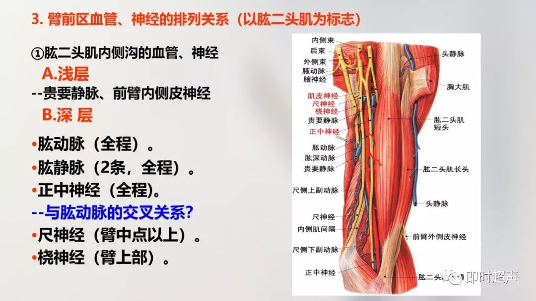 详细的上肢解剖图示注解