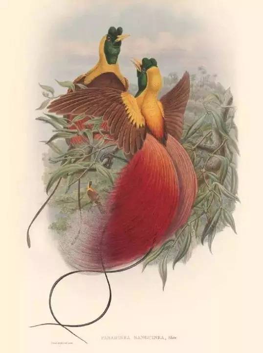 极乐鸟是什么品牌 d3af3ca147c24f6b97a0befecf6ee956.jpeg