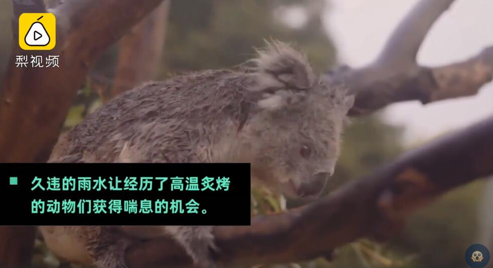 宠物-劫后余生美好一幕!澳大利亚动物雨中嬉戏,考拉雨中吃树叶