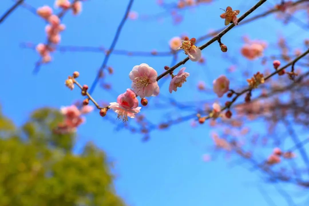 随手一拍都是最美的花 e0f9edc69e6d4daa89b703eb79db42ad.jpeg