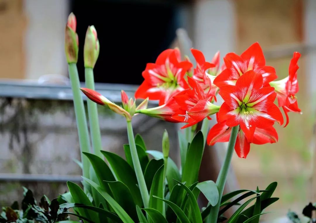 朱顶红有很多不同的品种,叶厚有光泽,花色繁多,或柔和或艳丽,花朵硕大