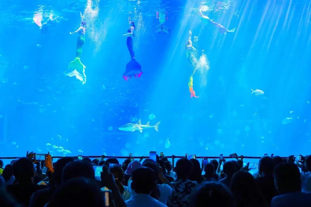 海洋公园美人鱼表演时间 f35b657fcb834441901549244f9fec87.jpeg