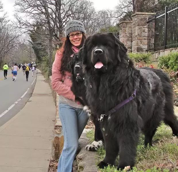 4,纽芬兰犬那不勒斯獒犬,小时候是相当的可爱,松垮的皮毛让人摸着爱