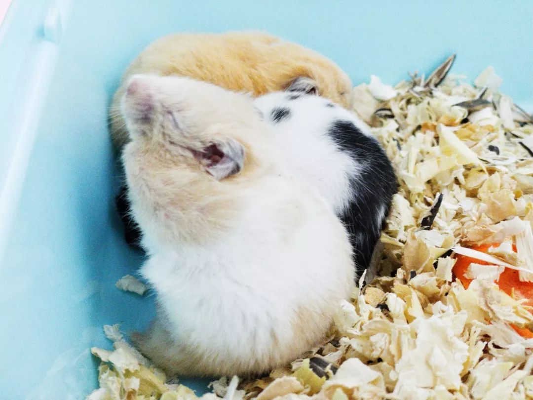 仓鼠、魔王松鼠、金丝熊，看它们嗑瓜子那永动机模样，超级解压有木有！宠物鼠临展展出时间：2020年1月