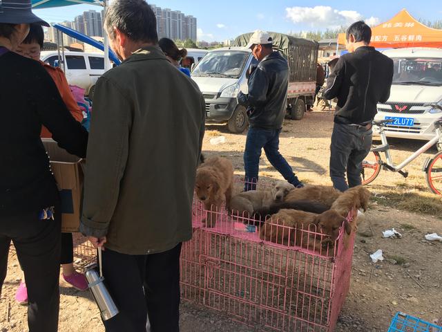 商販銷售哈士奇，男子錢沒帶夠，又害怕被別人買走！ 寵物 第3張