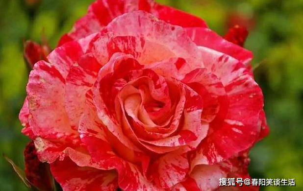 少刺或无刺的月季 2bac0191e57f4d5992a09e7fb0063497.png