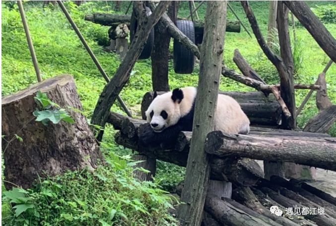 吃完饭后休息片刻,接着出发到  都江堰·中华大熊猫苑看大熊猫
