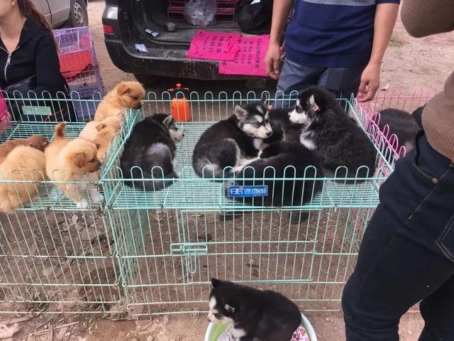 在狗市,一只可怜的哈士奇无人问津!你会为它伫立吗?