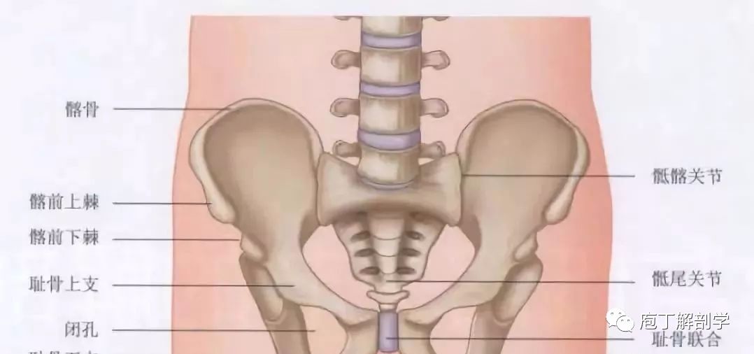 骶髂关节——骨盆中的一颗隐形炸弹_髂骨