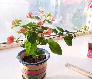 三角梅开花后修剪方法图解大全 6a14f2a6148246a7b7ea307a271b2be1.jpeg