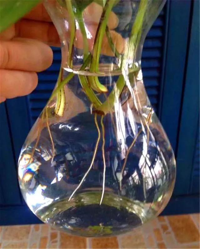 龟背竹水培生根后烂根 728da45b965c434f8037760b89b88fb5.jpeg