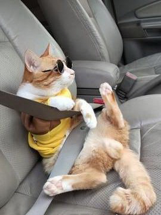 猫咪也懂交通规则,猫咪坐车也要安全带,然而网友们关注错重点