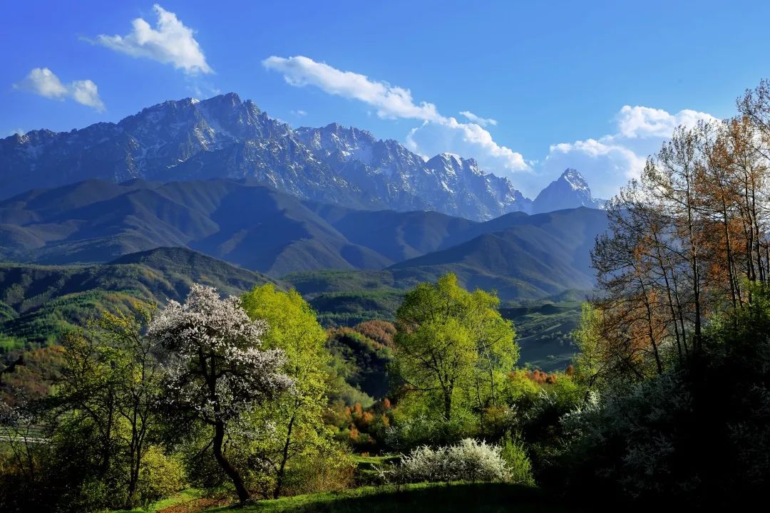 三等奖 《春到太子山》 杨进明