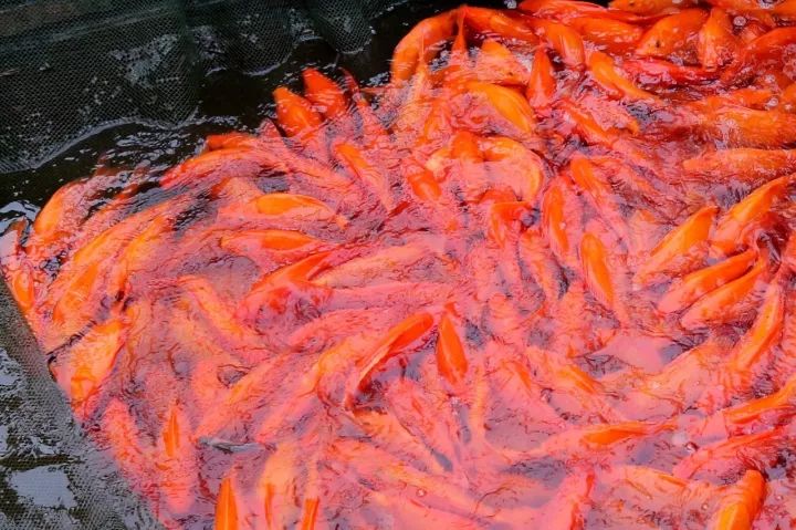 央视有礼年年有鱼丨有一种中国红就叫婺源吉祥