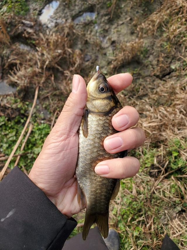 板鲫没有之小鱼飞飞