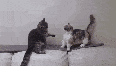 b77c53d95a7a4032b0d9b9d92943bea9.gif