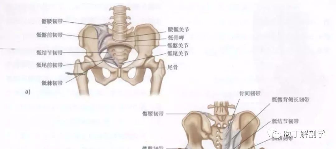 韧带与骶髂关节的稳定性关系:a)前面观,b)后面观性.