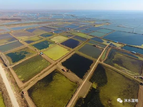 2开垦湿地3围垦滩涂生态系统结构与功能退化1因缺水而湿地萎缩2因