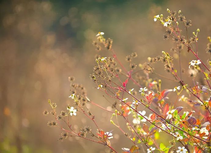 野趣小花,藏匿无限意境