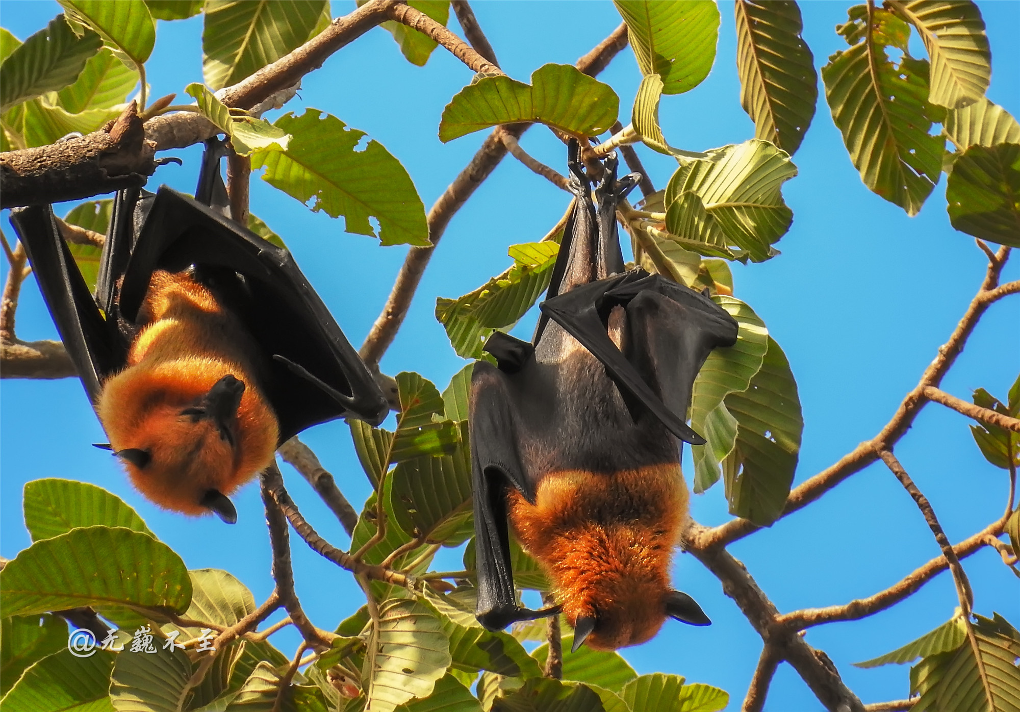 尖嘴猴腮,肋生双翅,它们是世界最大的蝙蝠_狐蝠