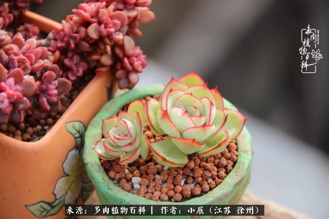 新的一年,过往不咎,将多肉进行到底!